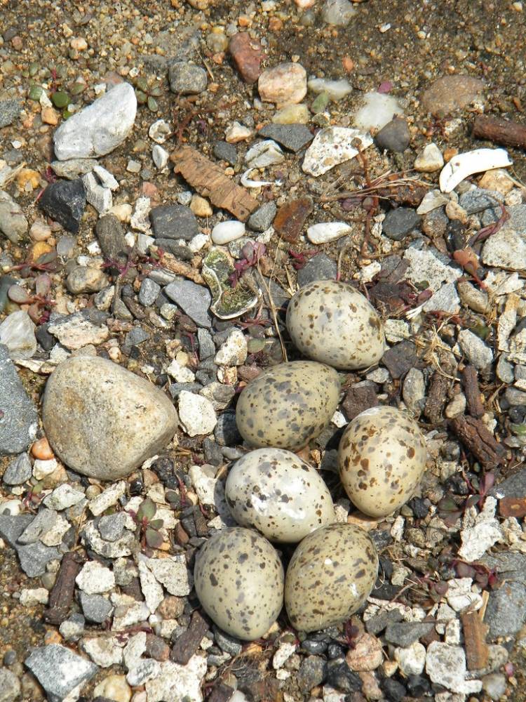 Great Gull Island, NY by U. S. Fish and Wildlife Service - Northeast Region is marked with CC PDM 1.0